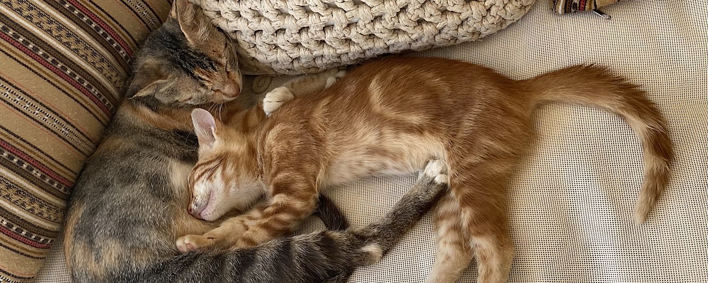 Cats Napping on Cushions